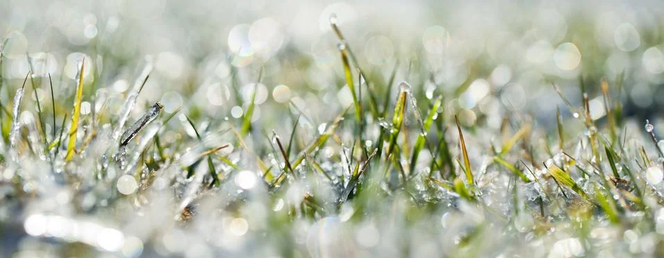 Frozen grass Stock Photos