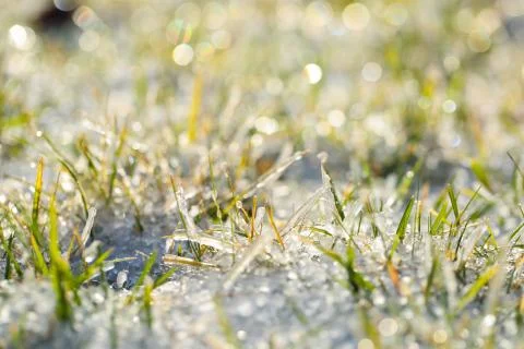Frozen grass Stock Photos