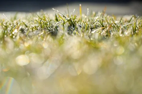 Frozen grass Stock Photos