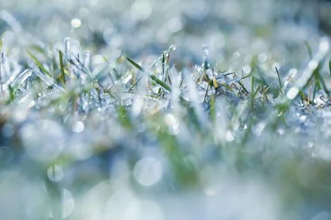 Frozen grass Stock Photos