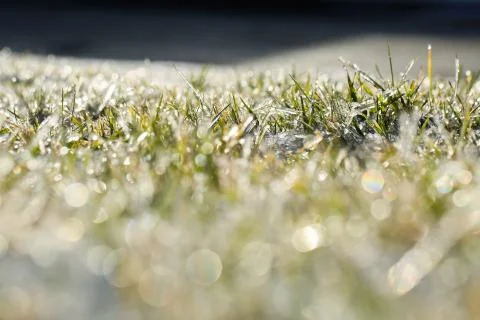Frozen grass Stock Photos