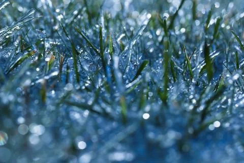 Frozen grass Stock Photos