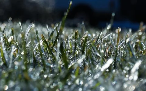 Frozen grass Stock Photos