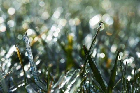 Frozen grass Stock Photos