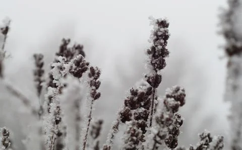 Frozen grass Stock Photos