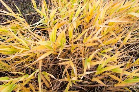 Frozen grass Fotos de archivo