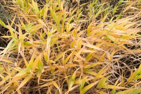 Frozen grass Fotos de archivo