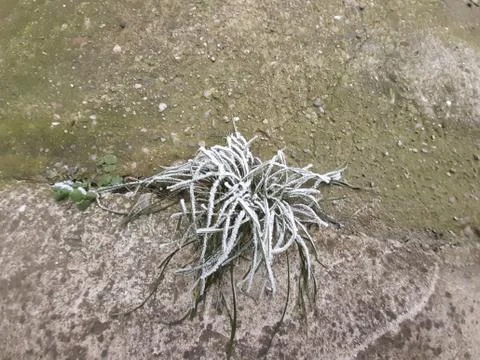 Frozen Grass 스톡 사진