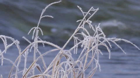 Frozen grass in the river close-up Stock Footage 280909244