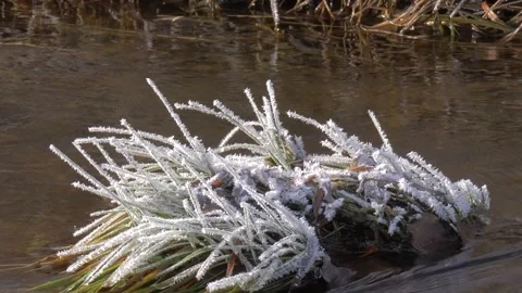 Frozen grass in the river in Siberia Video stock 280847663