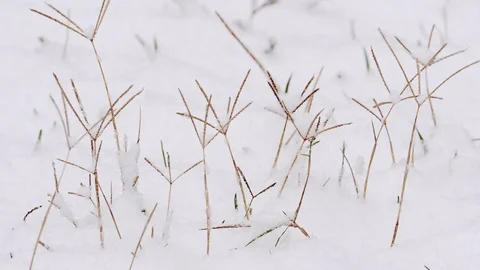 Frozen grass in the snow Video stock 120782315