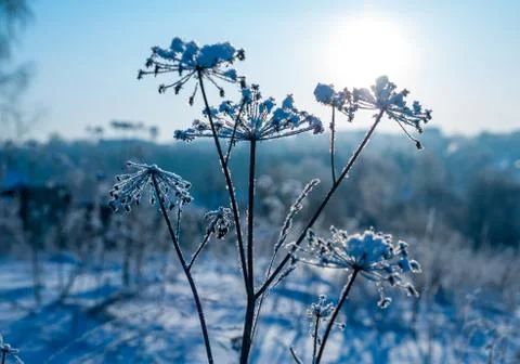 Frozen grass in snow Stock Photos