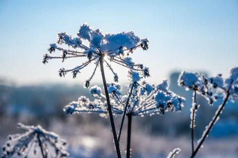 Frozen grass in snow Stock Photos