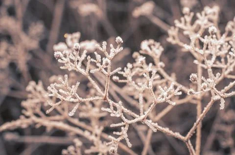 Frozen grass in soft focus, creating a cold herbarium effect Stock Photos