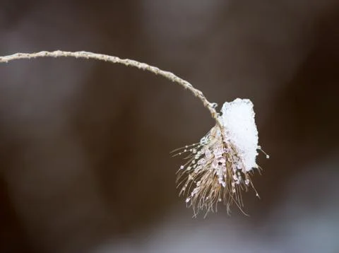 Frozen grass with some snow on it Foto stock