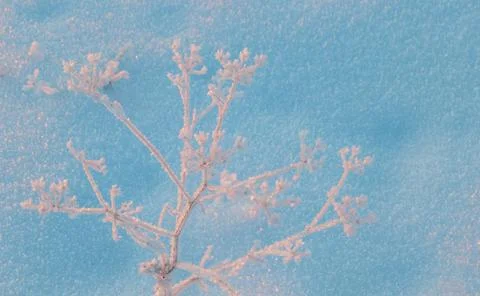 Frozen grass standing in snow during sunset in the winter, natural background Stock Photos