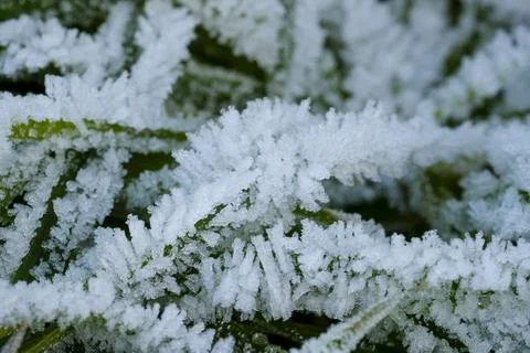 Frozen grass in sub-zero temperatures Stock Photos