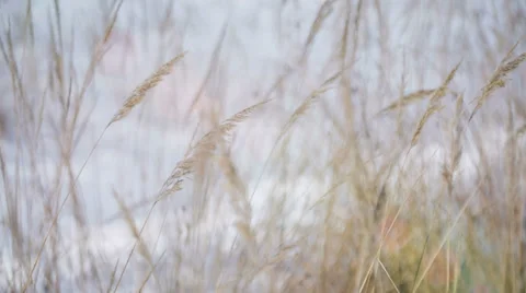 Frozen Grass In The Sun 2 Stock Footage 35811112