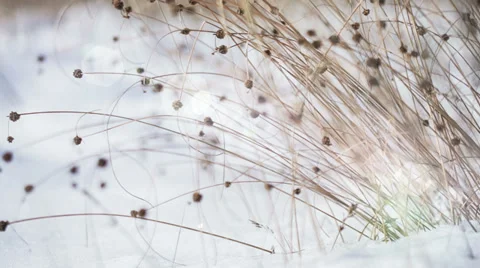 Frozen Grass In The Sun 3 Video stock 35810997