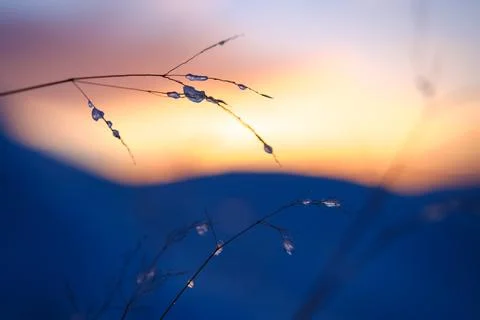 Frozen Grass At Sunset Stock Photos
