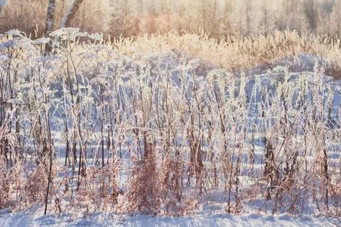 Frozen grass in sunshine Stock Photos