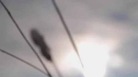 Frozen Grass Sways Sunlight In The Wind In The Winter Snow Falls Nature 스톡 동영상 84653700