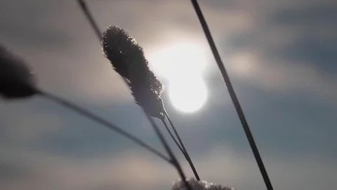 Frozen Grass Sways Sunlight In The Wind In The Winter Snow Falls Nature 스톡 동영상 84653755