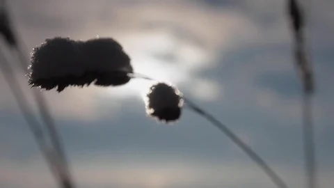 Frozen Grass Sways Sunlight In The Wind In The Winter Snow Falls Nature 스톡 동영상 84653820