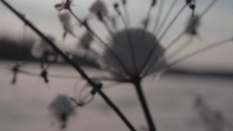 Frozen Grass Sways Sunlight In The Wind In The Winter Snow Falls Nature 스톡 동영상 84654107