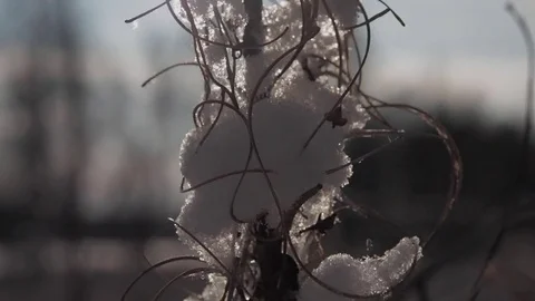 Frozen Grass Sways Sunlight In The Wind In The Winter Snow Falls Nature 스톡 동영상 84654508