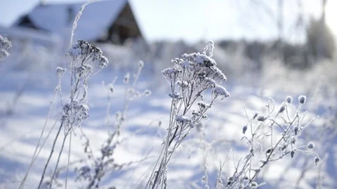 Frozen grass sways in the wind. a frosty day in the village Stock Footage 234452834