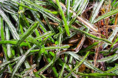 Frozen grass texture background. Stock Photos
