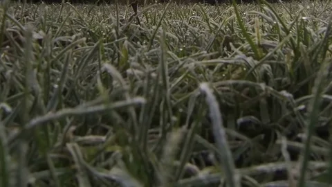Frozen grass thawing out in spring Video stock 72401893