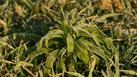 Frozen grass thaws Stock Footage 69996060