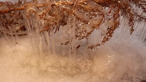 Frozen grass trapped in ice during extreme winter cold in Canada nature Видео 329503917