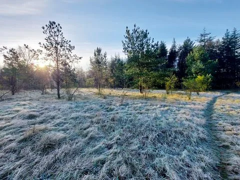 Frozen grass, tree trunk, reed , spider web and trunks in the morning sun Stock Photos