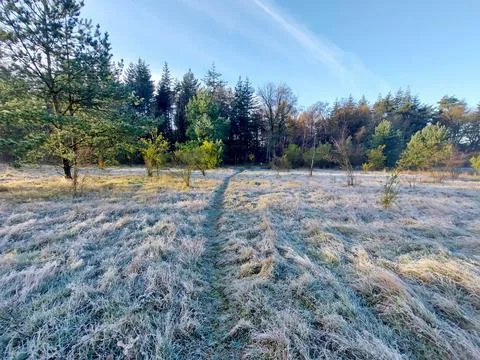 Frozen grass, tree trunk, reed , spider web and trunks in the morning sun Foto stock