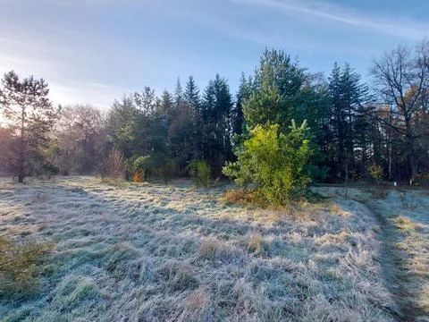 Frozen grass, tree trunk, reed , spider web and trunks in the morning sun Stock Photos