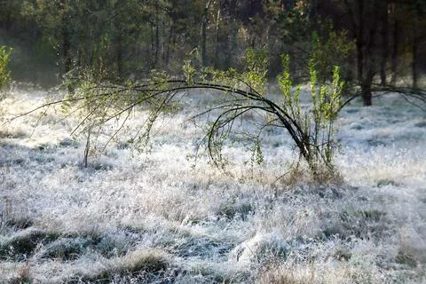 Frozen grass, tree trunk, reed , spider web and trunks in the morning sun Stock Photos