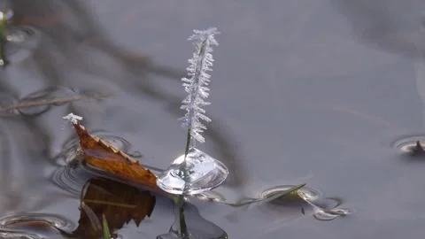 Frozen grass in the water Stock Footage 280947081