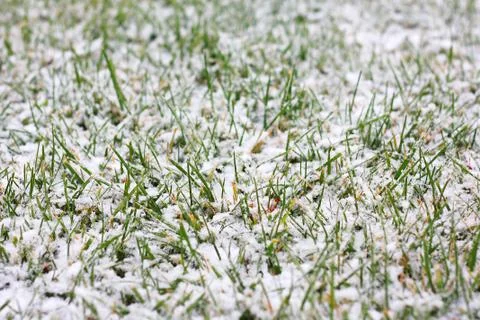 Frozen grass in winter covered in snow Stock Photos
