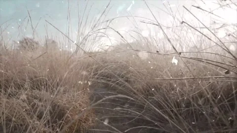 Frozen Grass in Winter with Falling Snow, Snowfall on Dry Blades Stock Footage 330279027