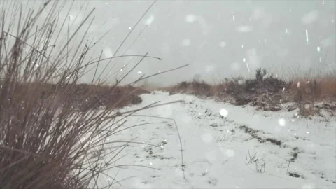 Frozen Grass in Winter with Falling Snow, Snowfall on Dry Blades Stock Footage 330279046