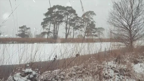 Frozen Grass in Winter with Falling Snow, Snowfall on Dry Blades Vídeo Stock 330279056