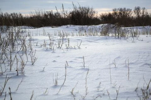 Frozen grass in the winter fields under the snow Stock Photos