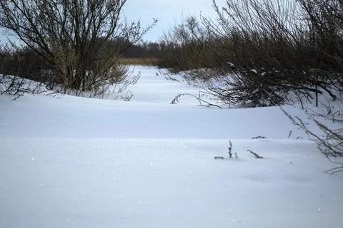 Frozen grass in the winter fields under the snow Stock Photos