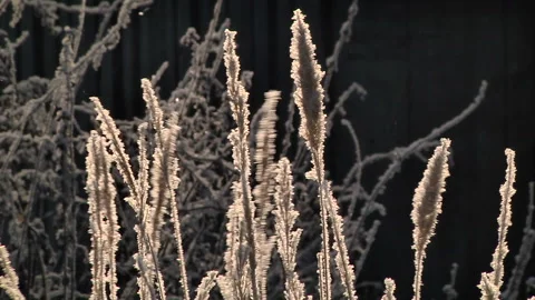 Frozen grass on winter Stock-Footage 99991292