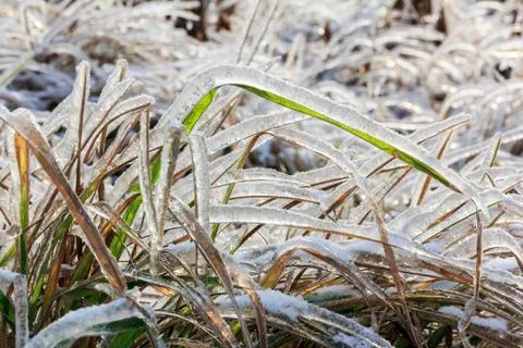 Frozen grass in winter Stock Photos