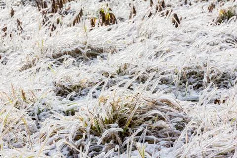 Frozen grass in winter Stock Photos