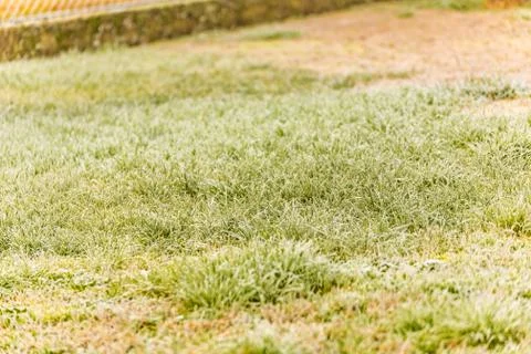 Frozen grass in winter Stock Photos
